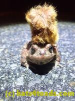 /home//u458753944/public_html/sourcegallery///Roxborough Toad Detour/2022/2022-03-17/P3170890.JPG